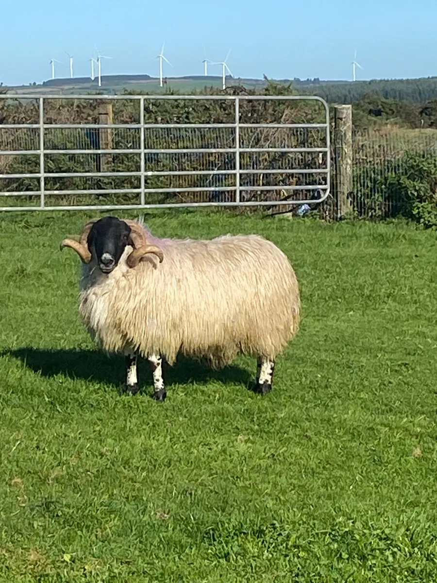 Scotch ram sis approved - Image 1