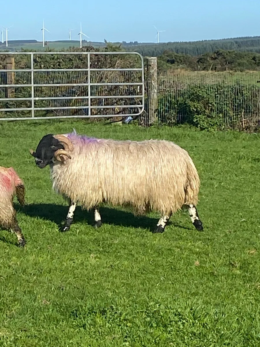 Scotch ram sis approved - Image 2