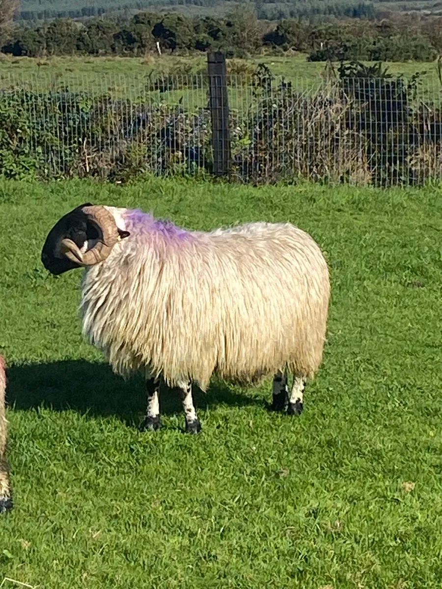 Scotch ram sis approved - Image 3