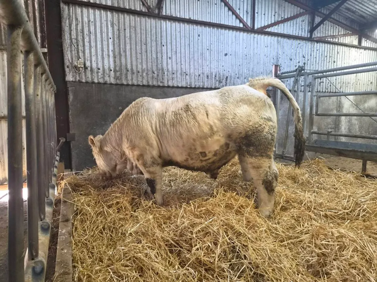 Pedigree CH Bull - Image 2