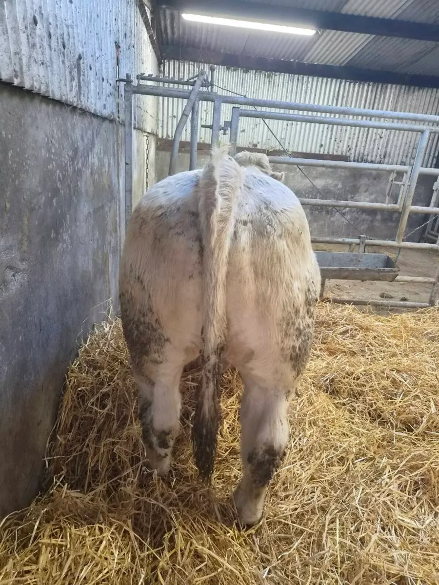 Pedigree CH Bull - Image 3