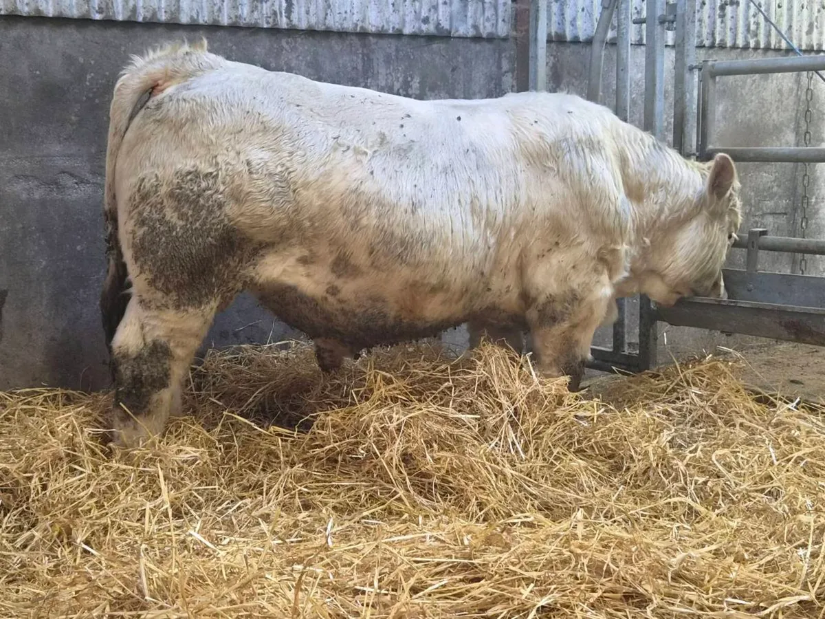 Pedigree CH Bull - Image 1