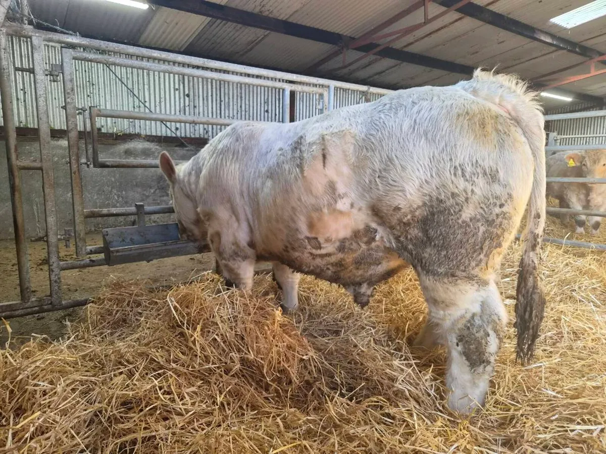 Pedigree CH Bull - Image 4