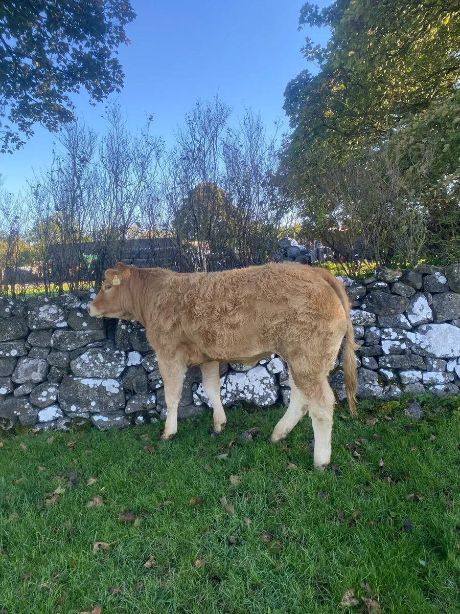 4⭐️lisna ultimate heifer for sale - Image 1
