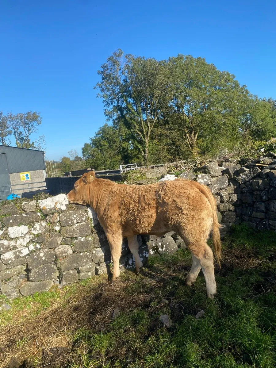 4⭐️lisna ultimate heifer for sale - Image 2