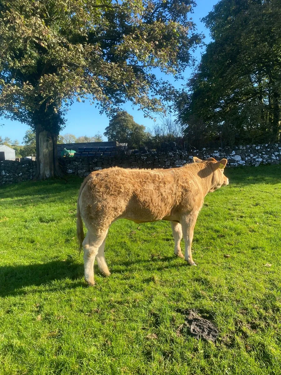4⭐️lisna ultimate heifer for sale - Image 3