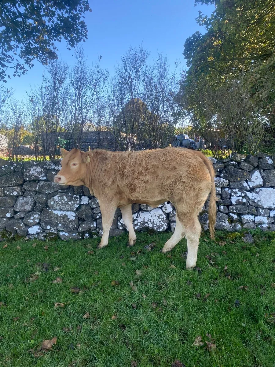 4⭐️lisna ultimate heifer for sale - Image 4
