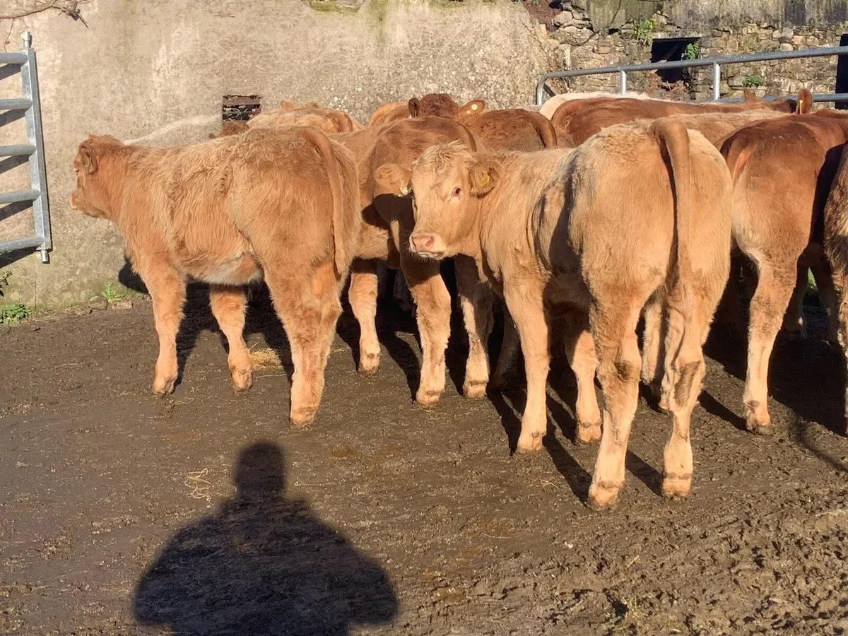 20, 320kg u grade charlaois and limousine heifers - Image 3