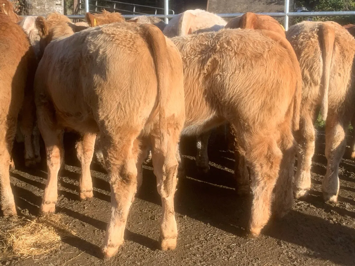 20, 320kg u grade charlaois and limousine heifers - Image 4