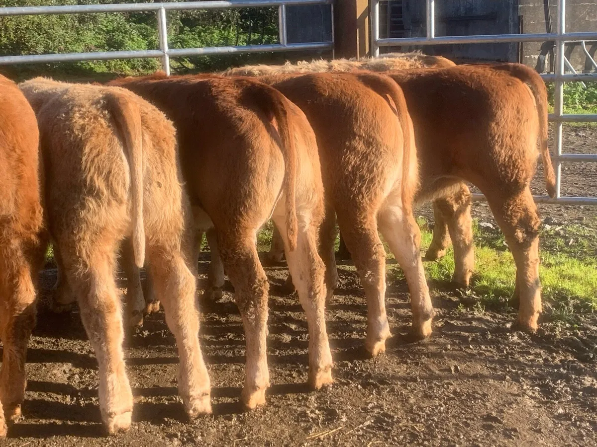 20, 320kg u grade charlaois and limousine heifers - Image 1