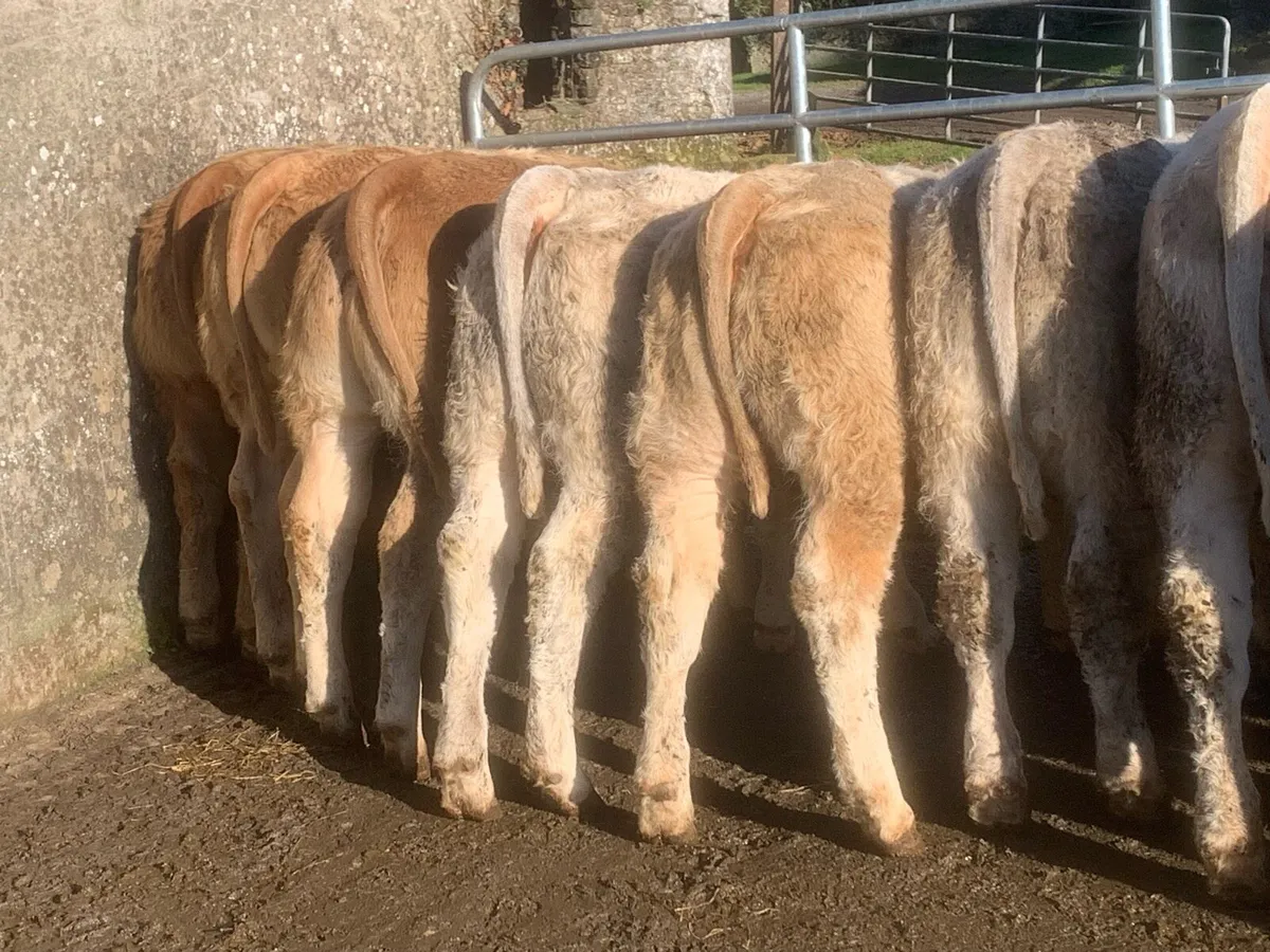 20, 320kg u grade charlaois and limousine heifers - Image 2
