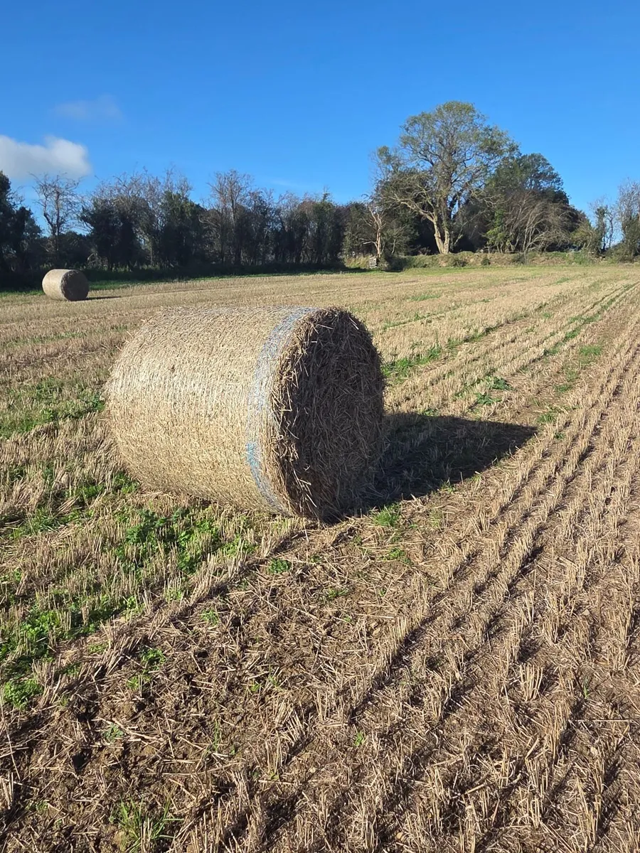 Spring Barley Straw