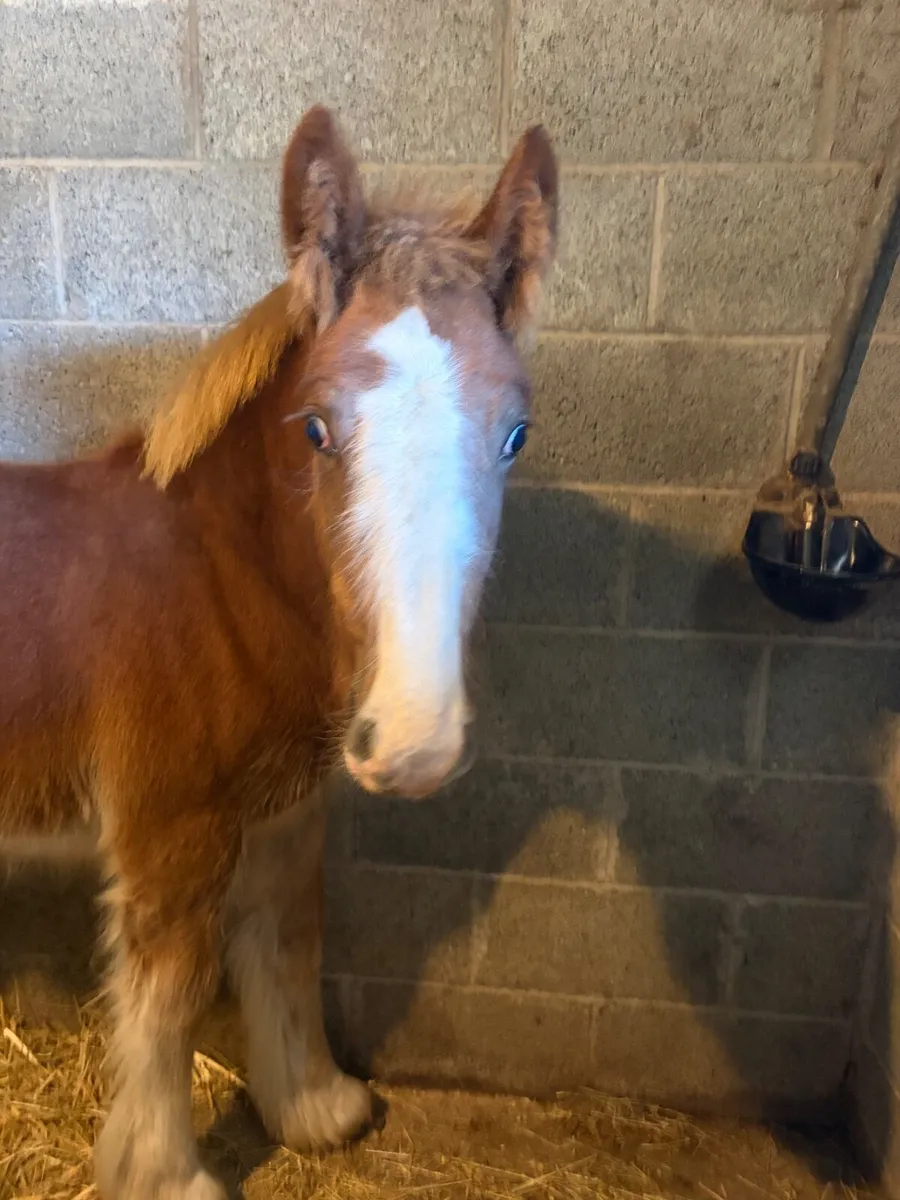 Cob colt foal - Image 1