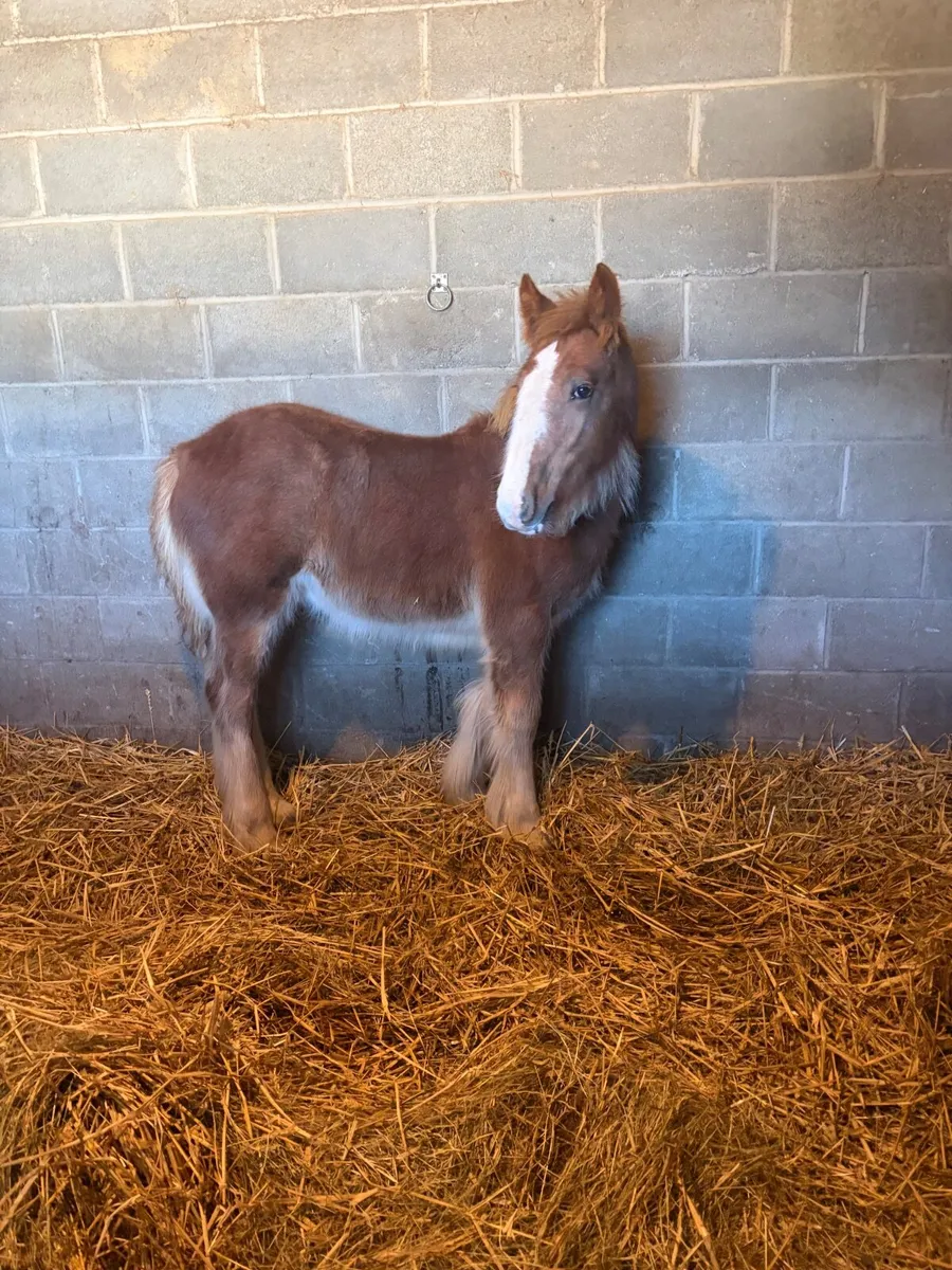 Cob colt foal - Image 2
