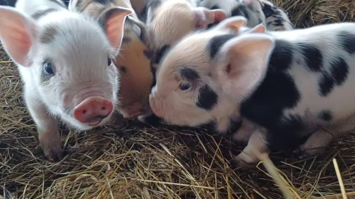 Kunekune piglets for sale - Image 1