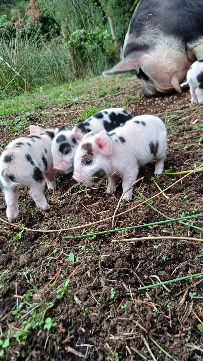 Kunekune piglets for sale - Image 2