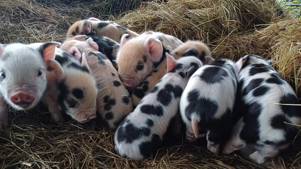Kunekune piglets for sale - Image 3