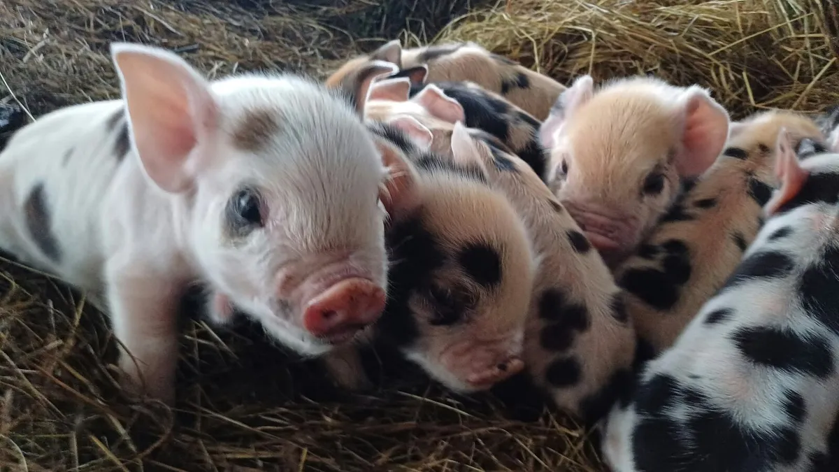 Kunekune piglets for sale - Image 4