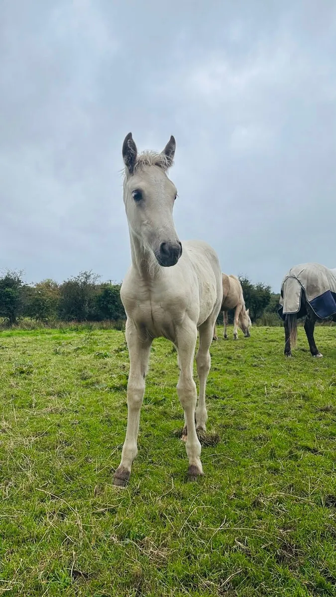 Super Quiet Palomino Connemara Filly Foal - Image 3