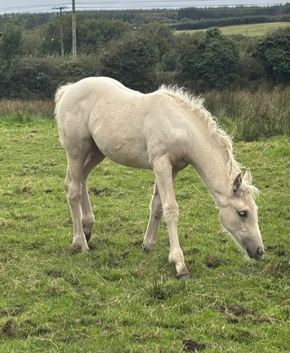 Super Quiet Palomino Connemara Filly Foal - Image 1