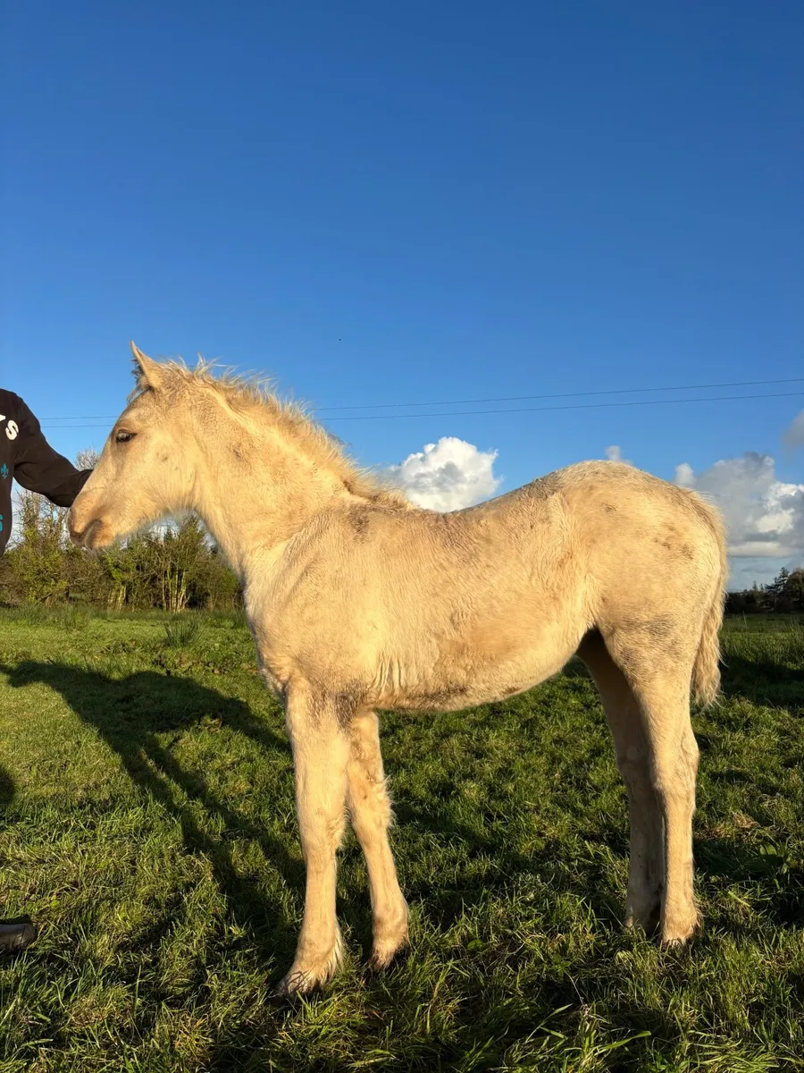 Super Quiet Palomino Connemara Filly Foal - Image 2