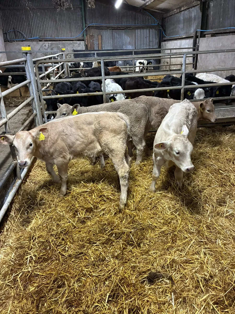 Charolais heifers - Image 2