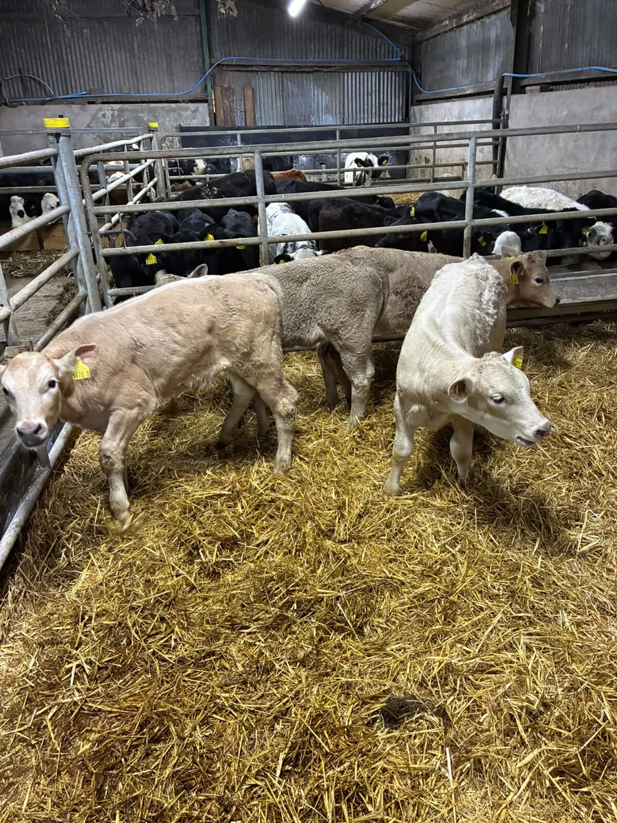 Charolais heifers - Image 3