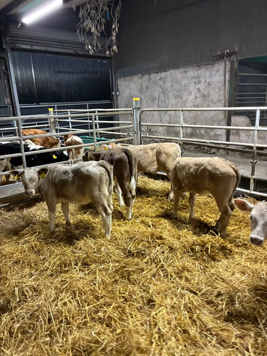 Charolais heifers - Image 4