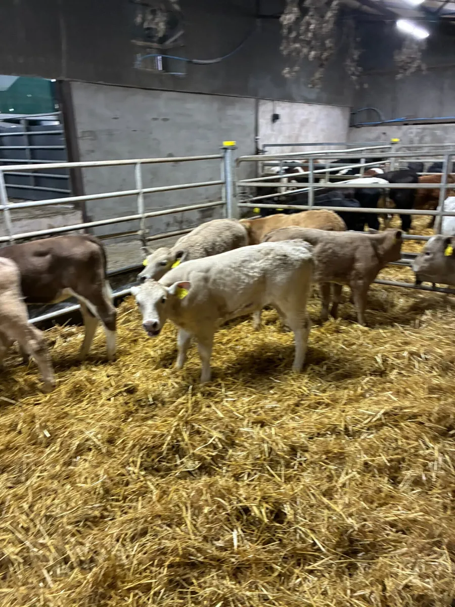 Charolais heifers - Image 1