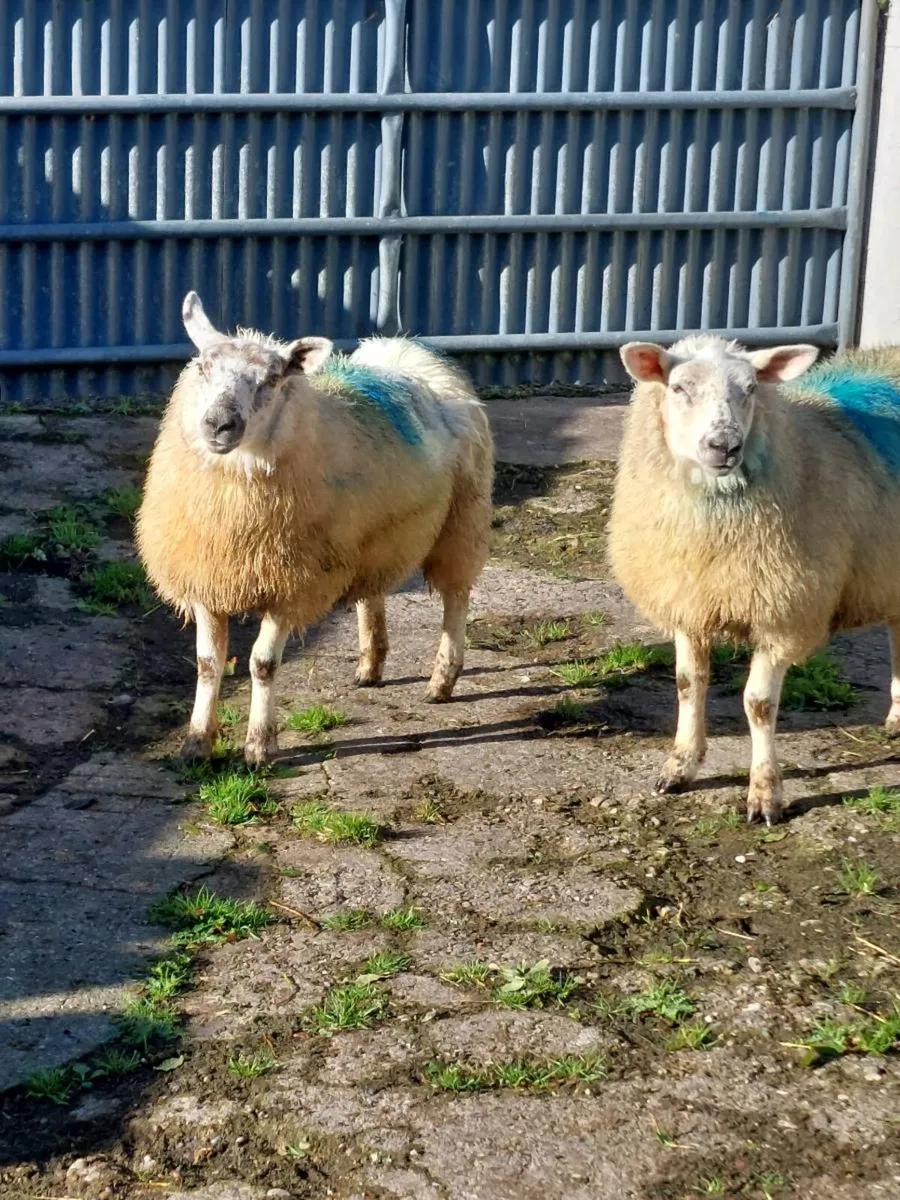 Two ewe lambs - Image 1