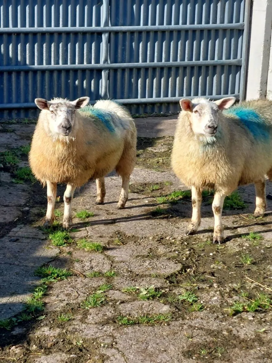 Two ewe lambs - Image 2