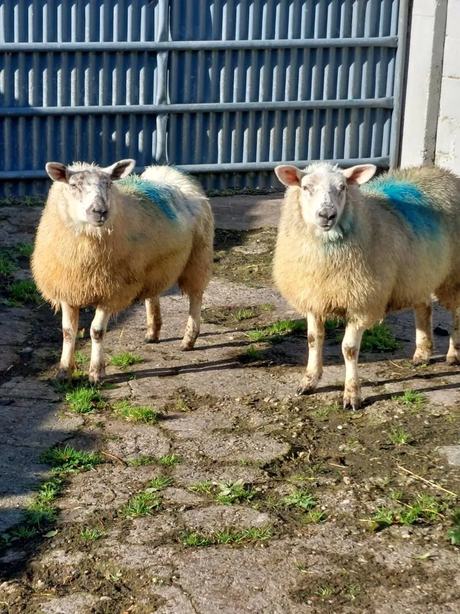 Two ewe lambs - Image 3