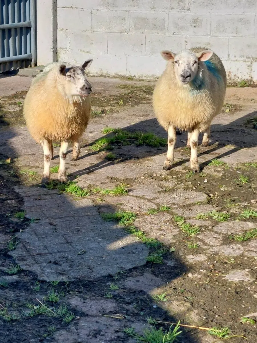 Two ewe lambs - Image 4