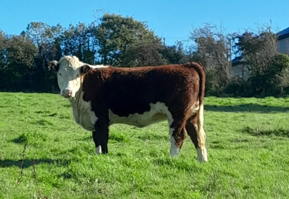 Hereford Heifer - Image 2