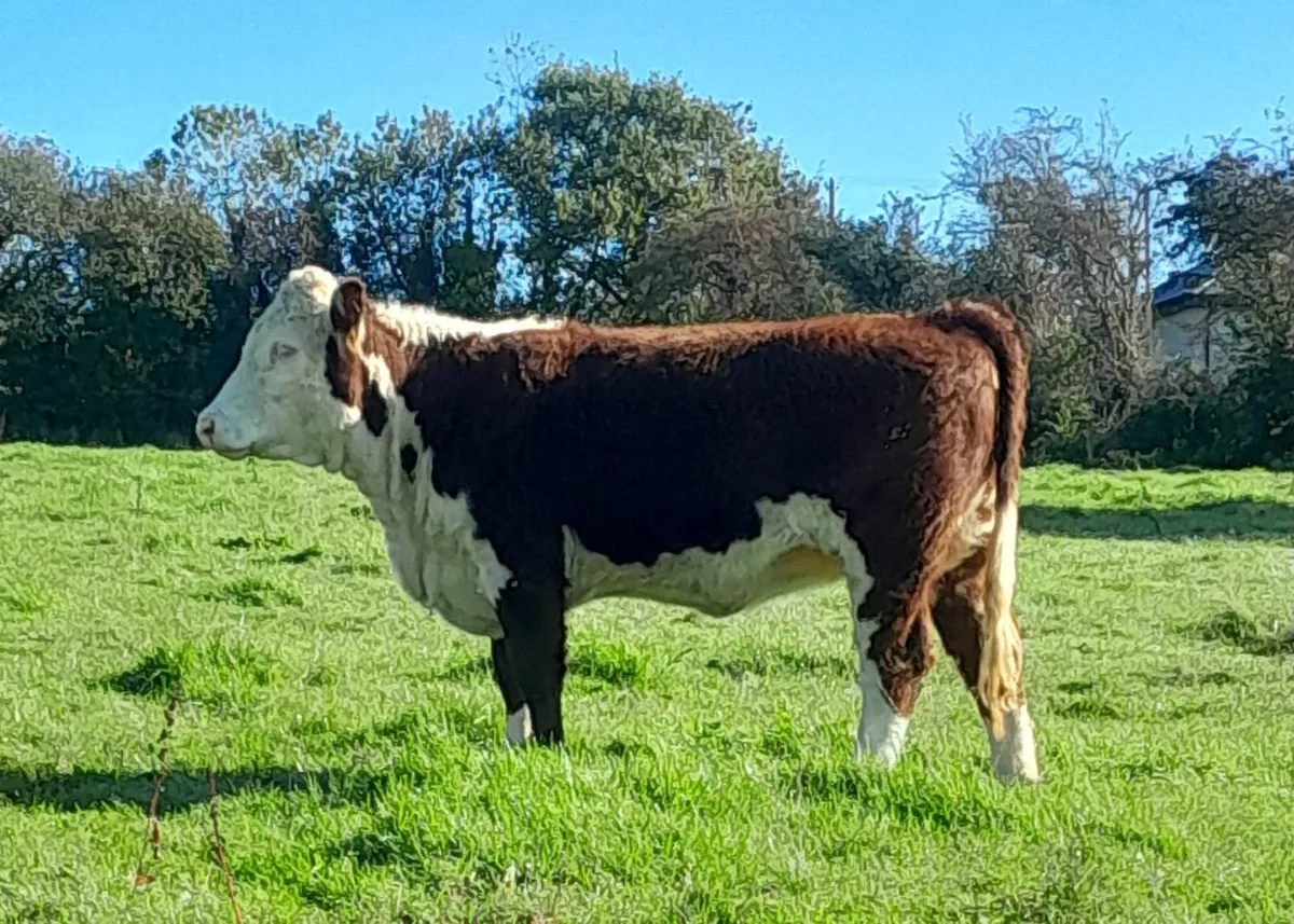 Hereford Heifer - Image 1