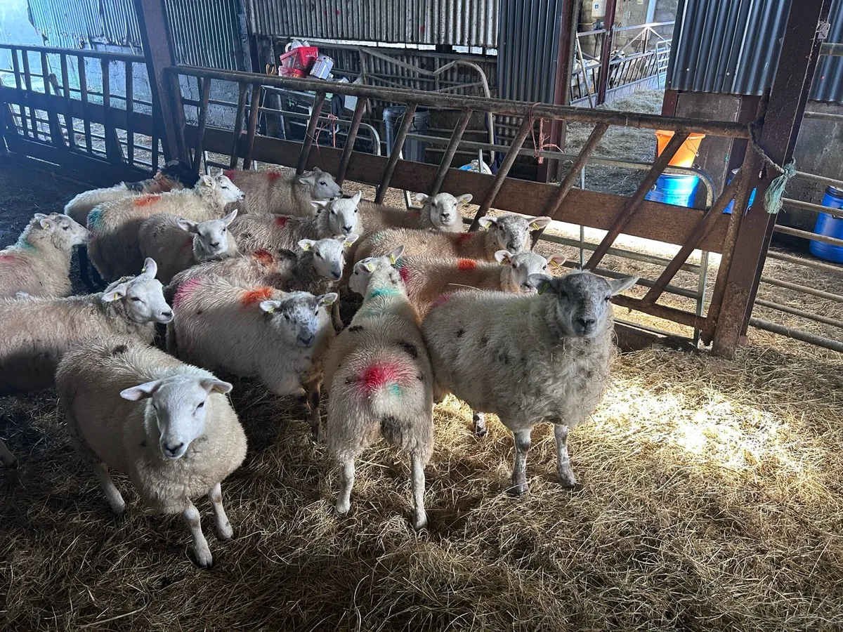Ewe lambs - Image 2