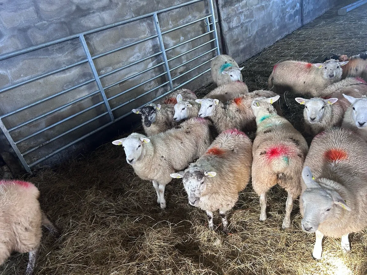 Ewe lambs - Image 3