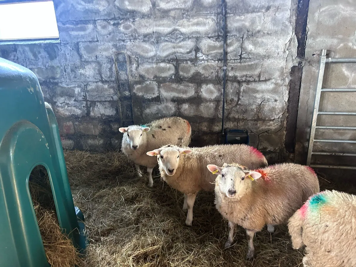 Ewe lambs - Image 1
