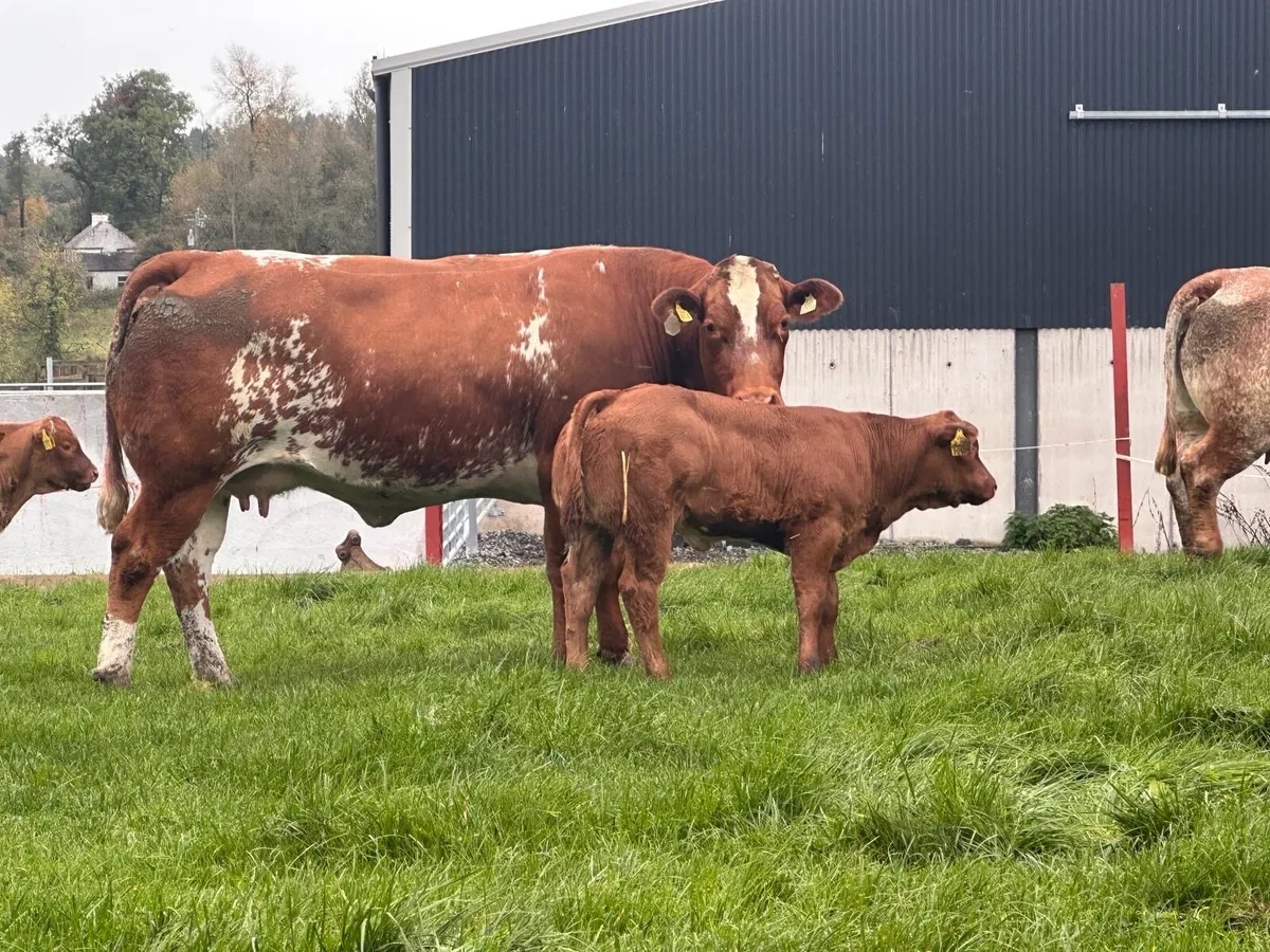 Calved heifers Carrigallen mart 19th Oct - Image 3