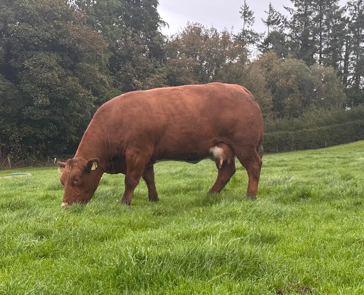 Calved heifers Carrigallen mart 19th Oct - Image 4