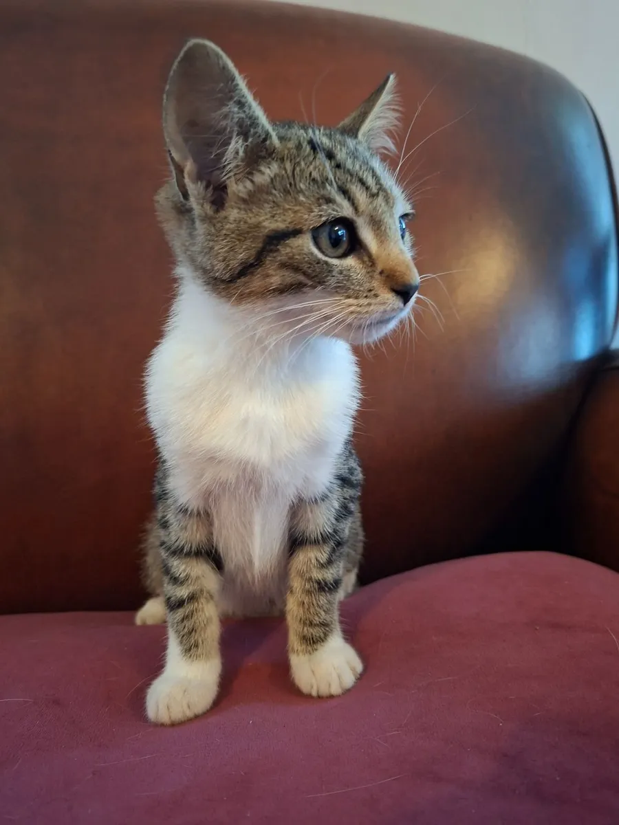 Kitten's - Image 2