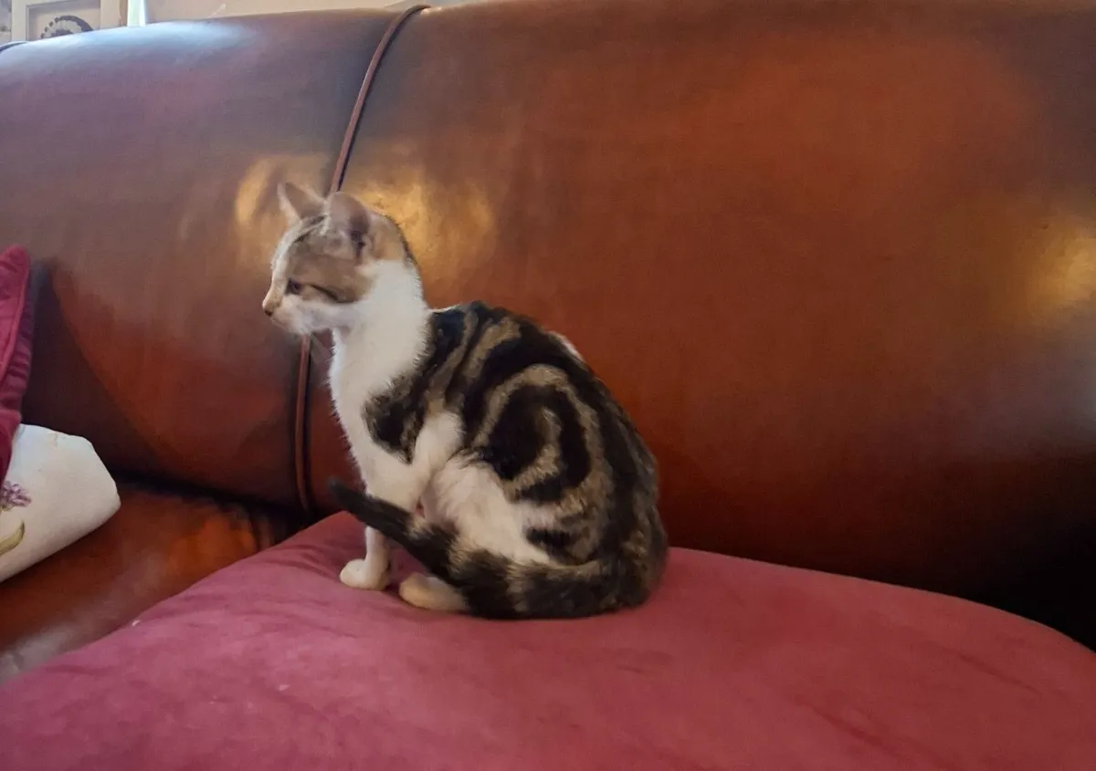 Kitten's - Image 1