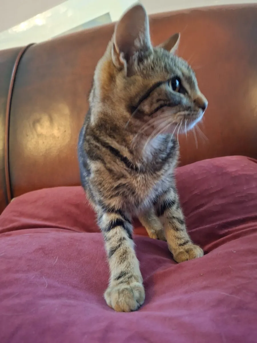 Kitten's - Image 3