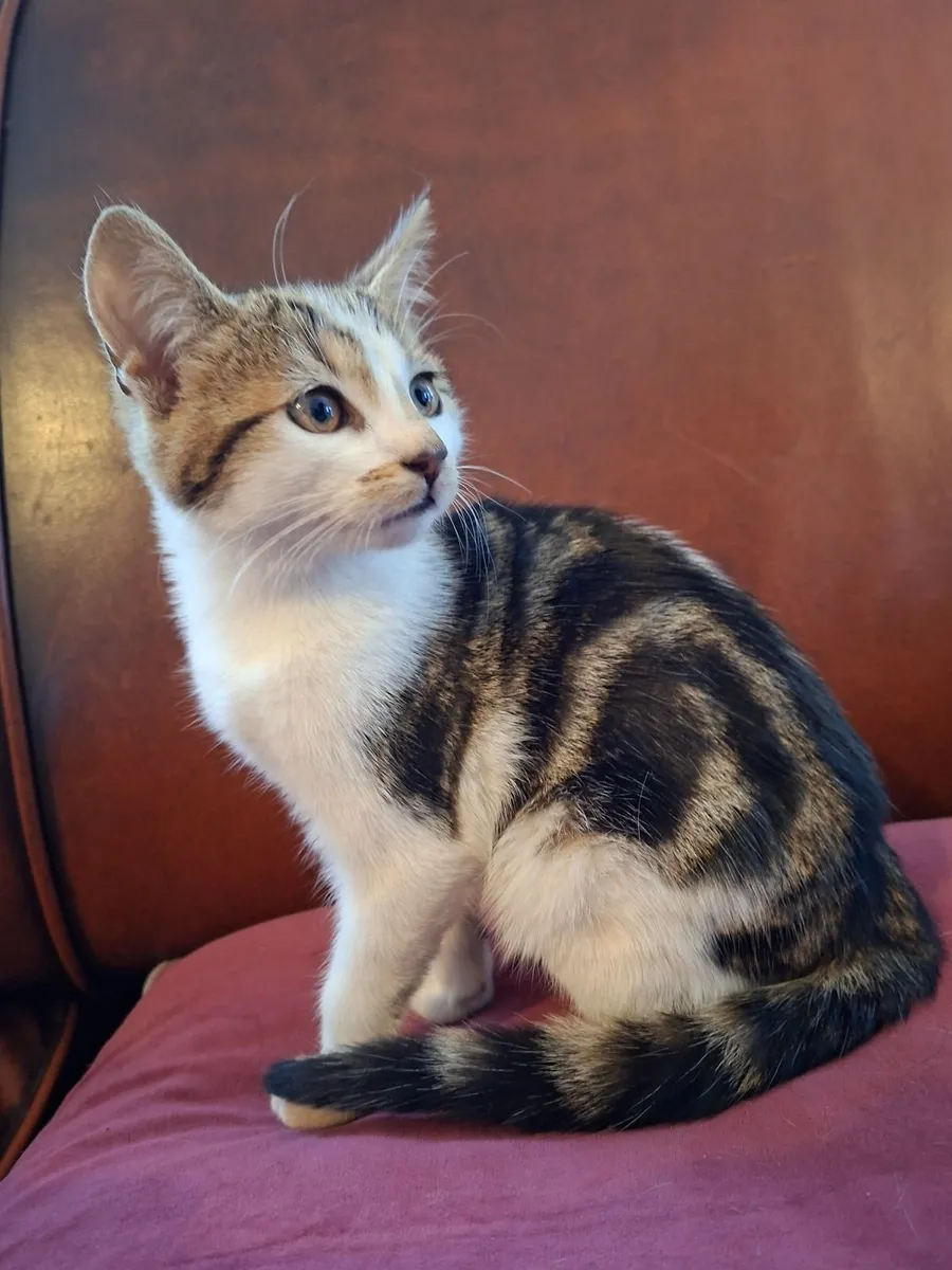Kitten's - Image 4