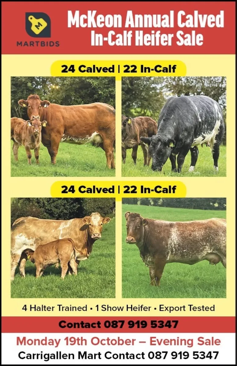 Calved heifers Carrigallen mart 19th Oct - Image 2