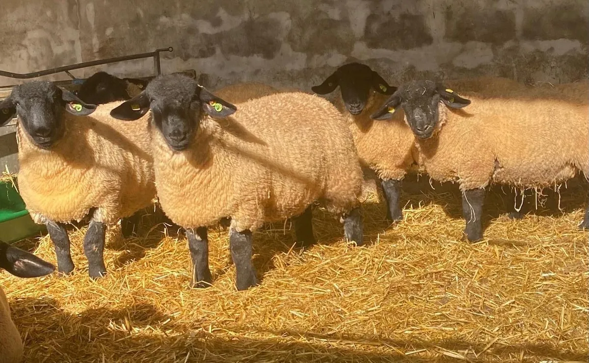 PBR Suffolk Ewe Lambs - Phonecalls only - Image 1