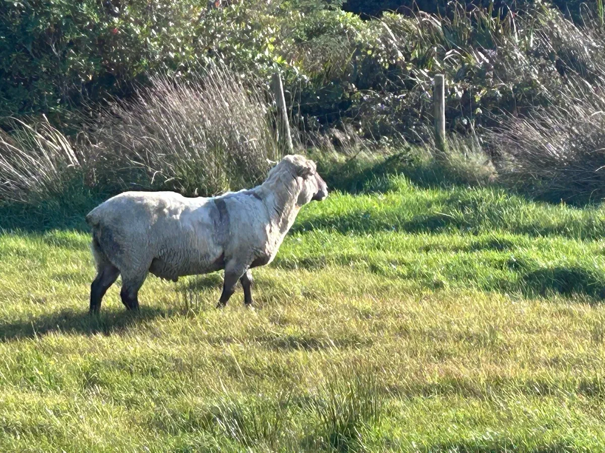 Vendeen Ram - Image 2