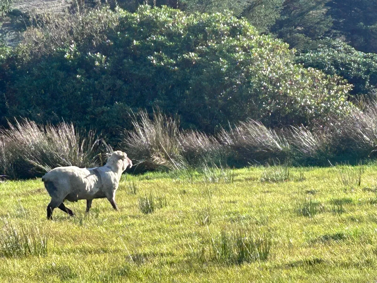 Vendeen Ram - Image 3