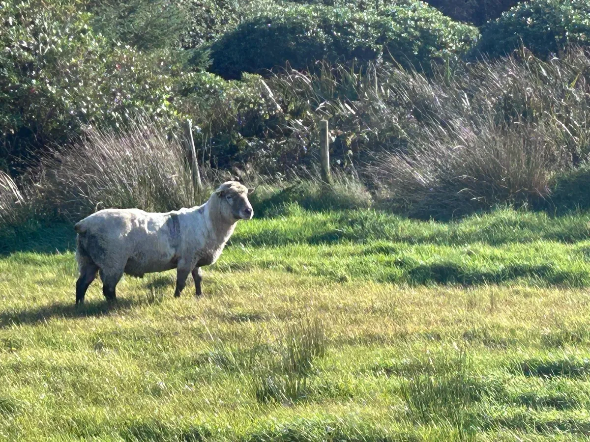 Vendeen Ram - Image 1