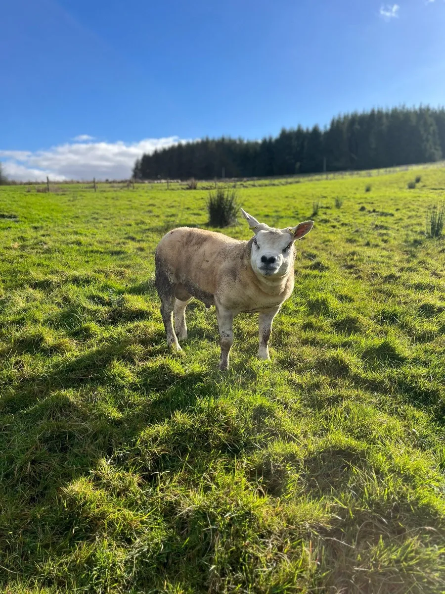 Texel hogget ram - Image 1